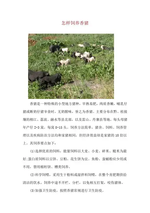 怎样饲养香猪
