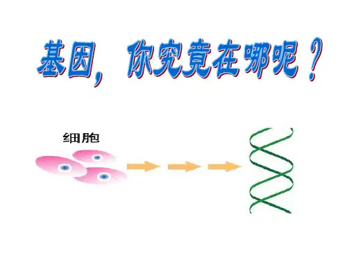 基因、染色体、DNA三者之间的关系