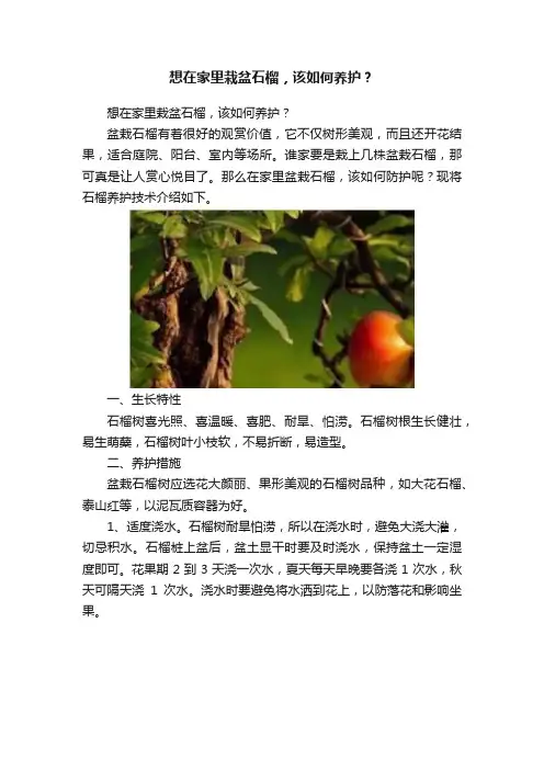 想在家里栽盆石榴，该如何养护？
