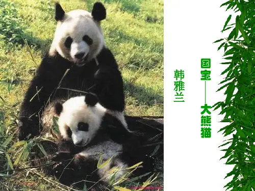 国宝大熊猫PPT课件