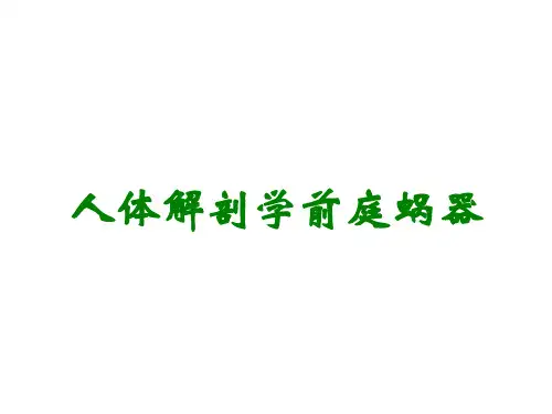 人体解剖学前庭蜗器