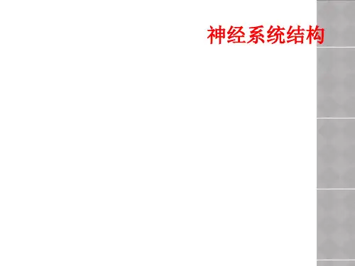 神经系统结构