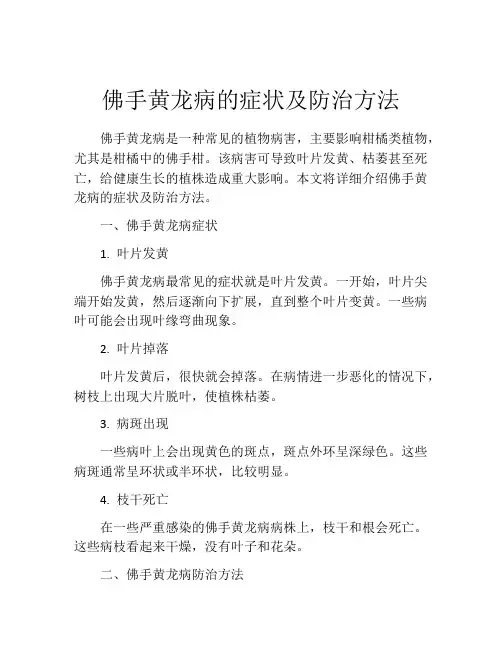 佛手黄龙病的症状及防治方法
