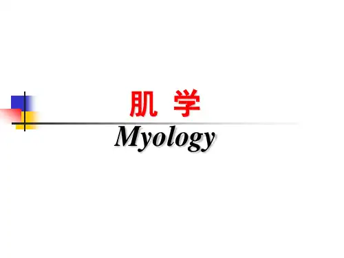 《运动解剖学》-肌学