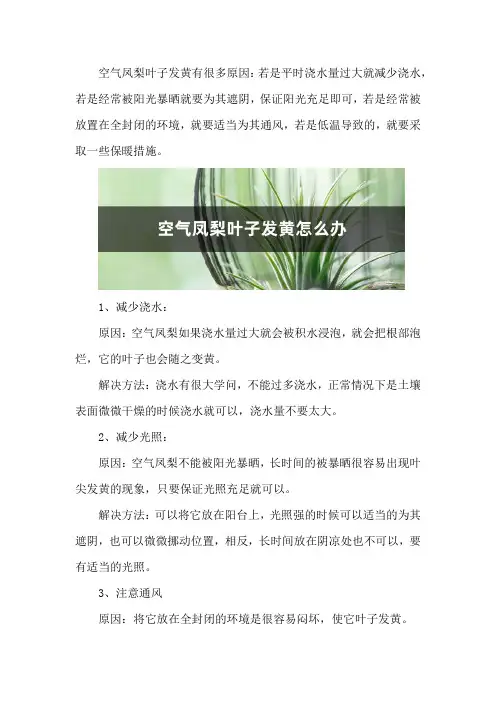 空气凤梨叶子发黄怎么办_1