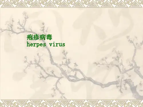 疱疹病毒——【医学微生物学精品讲义】