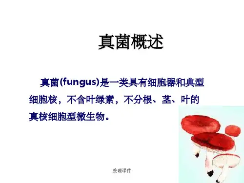 真菌ppt课件