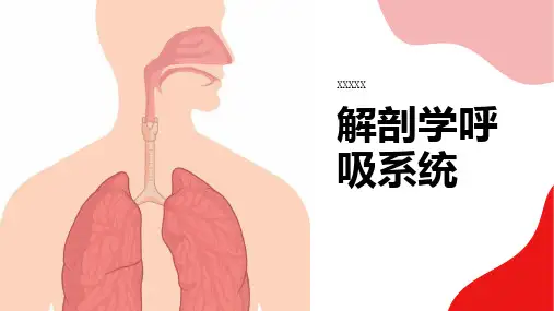 解剖学呼吸系统