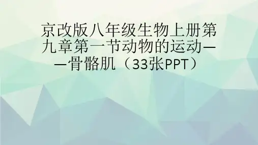 京改版八级生物上册第九章第一节动物的运动——骨骼肌(33张)文稿演示