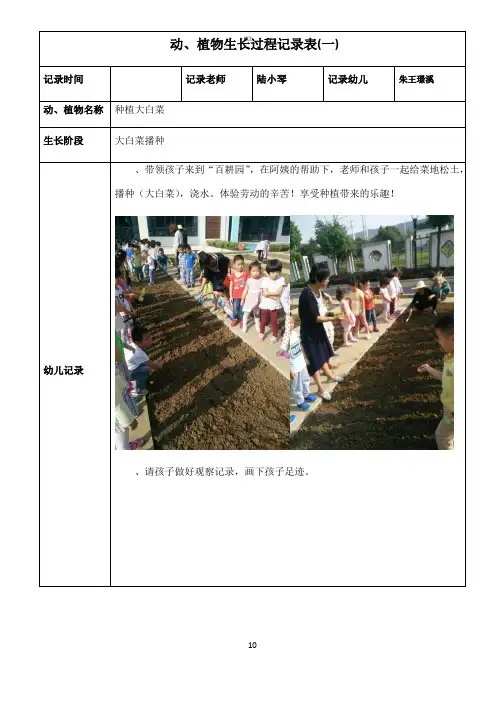 白菜观察记录(367)