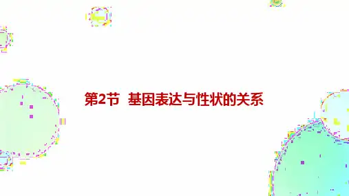 4.2 基因表达与性状的关系 课件(共20张PPT)高一下学期生物人教版2019必修2