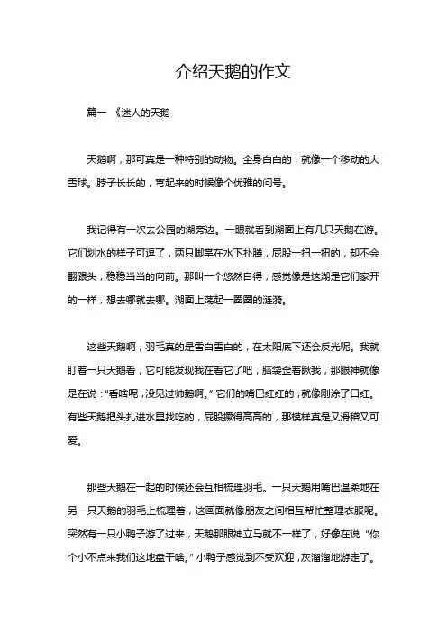 介绍天鹅的作文