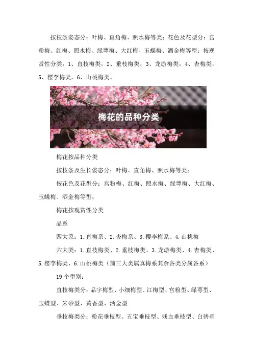 梅花的品种分类