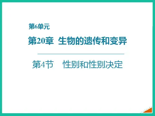 北师大版八年级生物上册 性别和性别决定 教学课件新