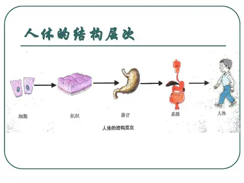 人体八大系统之运动系统汇总.