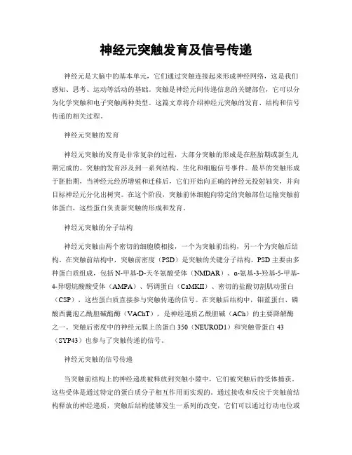 神经元突触发育及信号传递