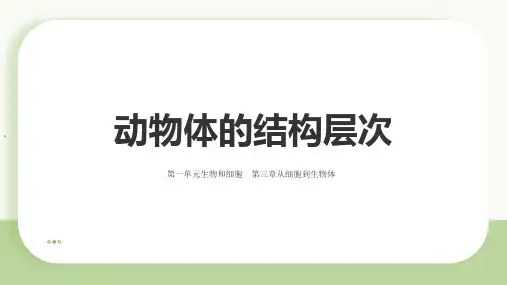 人教版(2024)生物七年级上册1.3.2《动物体的结构层次》课件