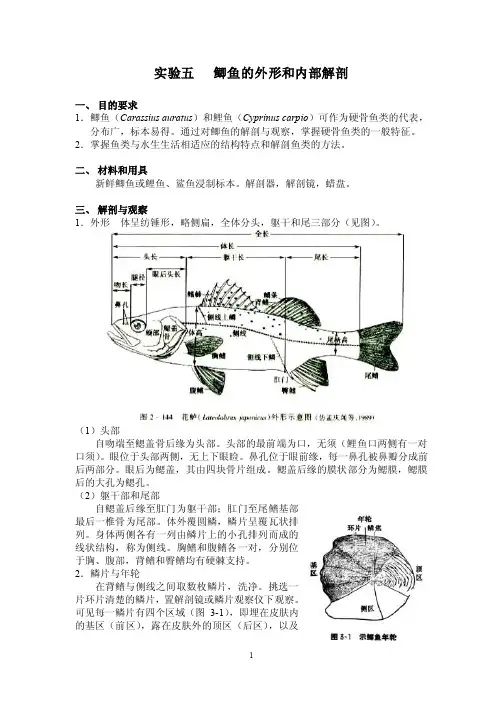 实验鲫鱼的外形和内部解剖