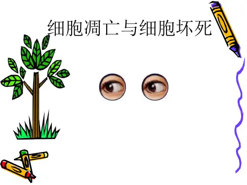 细胞凋亡和细胞坏死课件