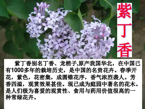 二年级语文上《识字2 一株紫丁香》199PPT课件 一等奖名师公开课比赛优质课评比