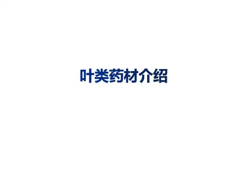 叶类天然药物(材)介绍教学课件