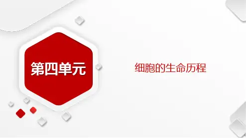 一轮复习 人教版 科学思维1  减数分裂和有丝分裂的综合题型 (43张) 课件