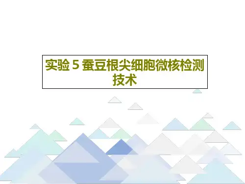 实验5蚕豆根尖细胞微核检测技术30页PPT