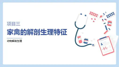 家禽生理结构—家禽的内脏器官(动物解剖生理课件)