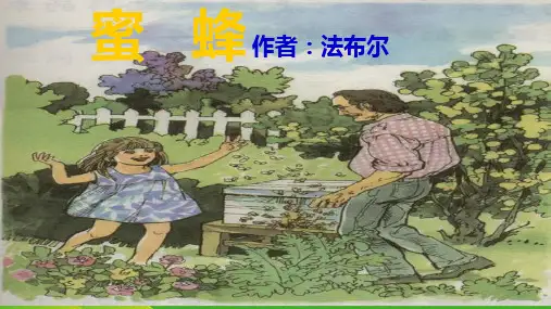 《蜜蜂》ppt课件