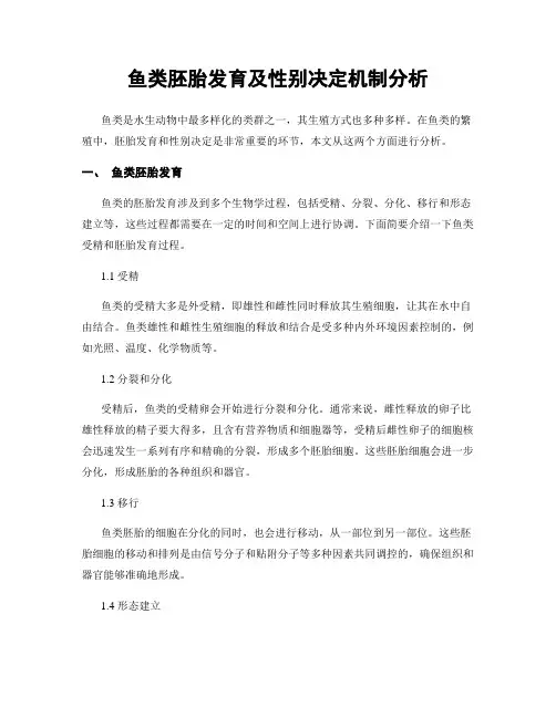 鱼类胚胎发育及性别决定机制分析