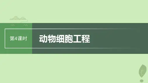 2024届高考生物一轮复习第十单元生物技术与工程第4课时动物细胞工程课件苏教版