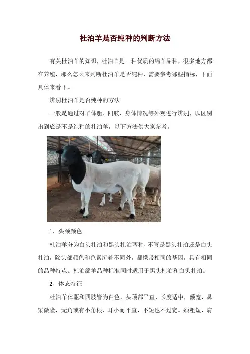 杜泊羊是否纯种的判断方法