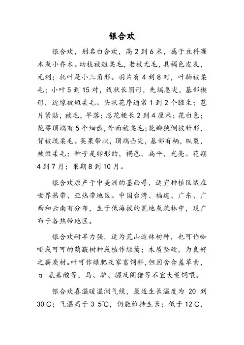 银合欢 豆科植物