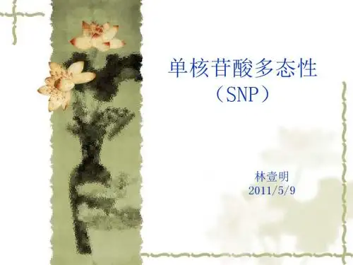 SNP检测方法