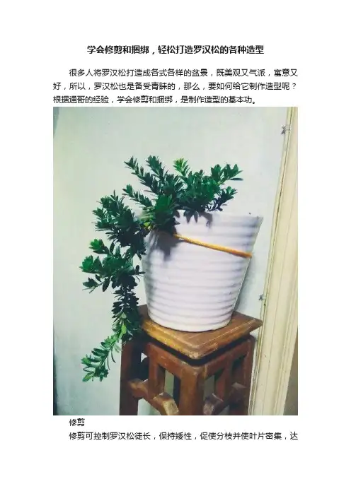 学会修剪和捆绑，轻松打造罗汉松的各种造型