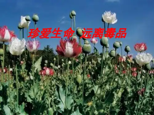 《珍爱生命--远离毒品》禁毒教育课件