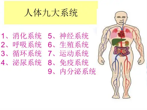 人体各大系统
