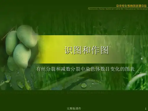 有丝分裂和减数分裂中染色体数目变化的图表ppt课件