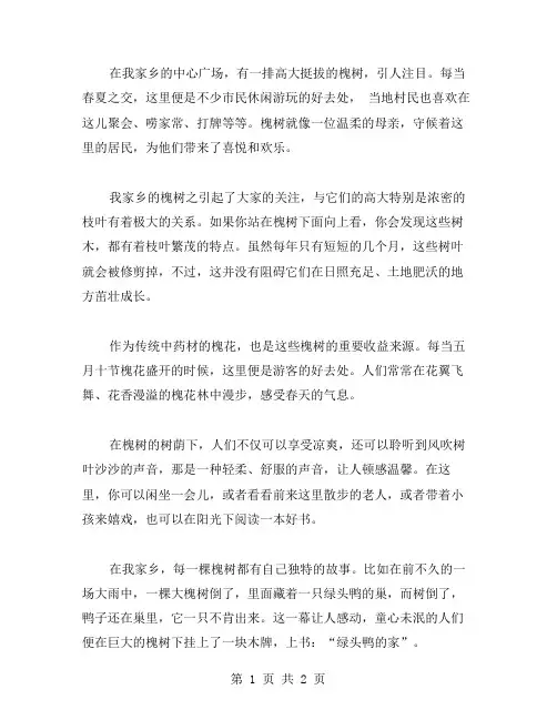 家乡的槐树作文范文