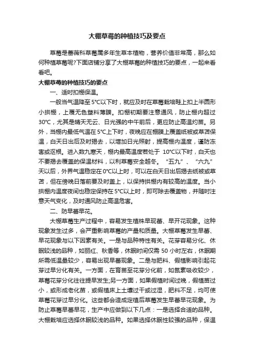 大棚草莓的种植技巧及要点