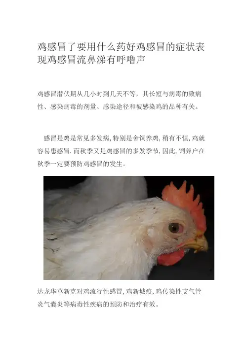 鸡感冒了要用什么药好鸡感冒的症状表现鸡感冒流鼻涕有呼噜声
