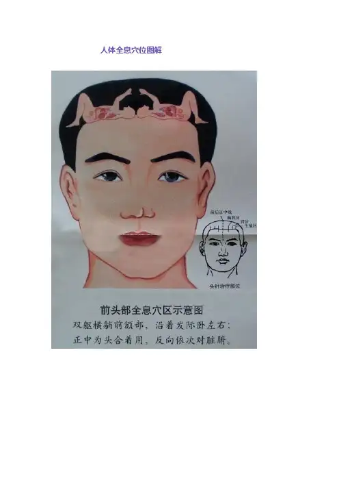 人体全息穴位图解