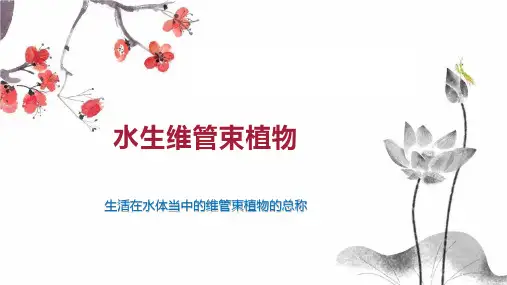 水生维管束植物