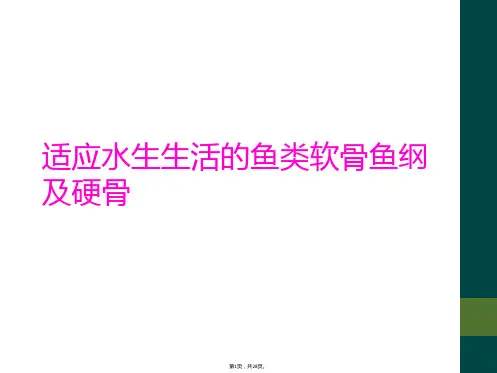 适应水生生活的鱼类软骨鱼纲及硬骨