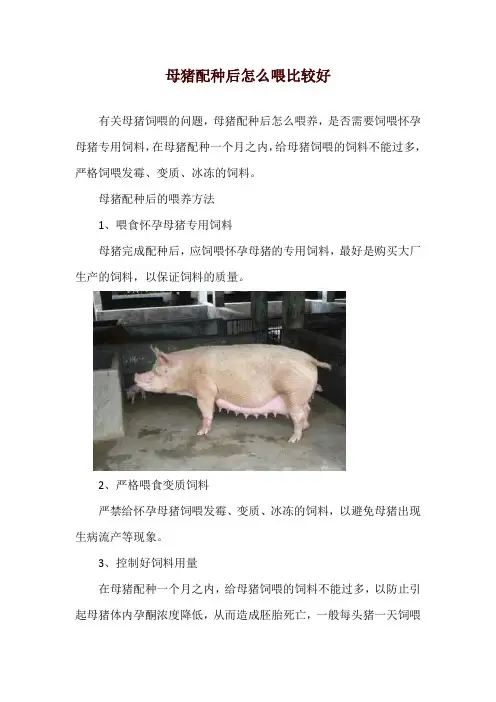 母猪配种后怎么喂比较好