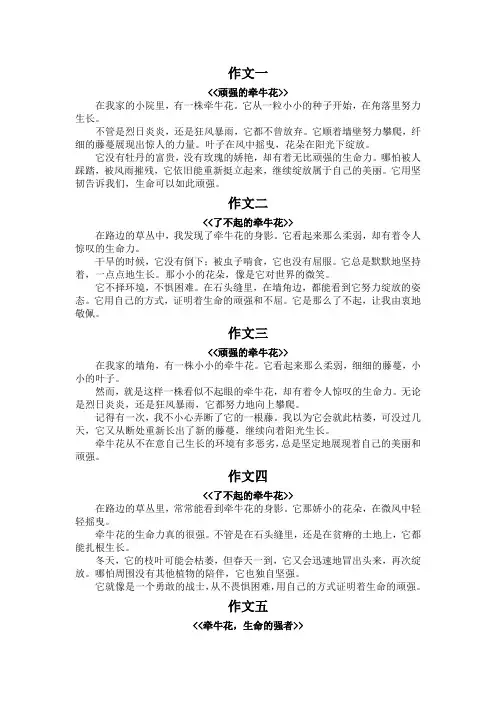 牵牛花生命力顽强作文200字