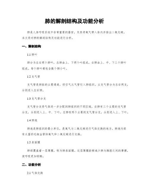 肺的解剖结构及功能分析