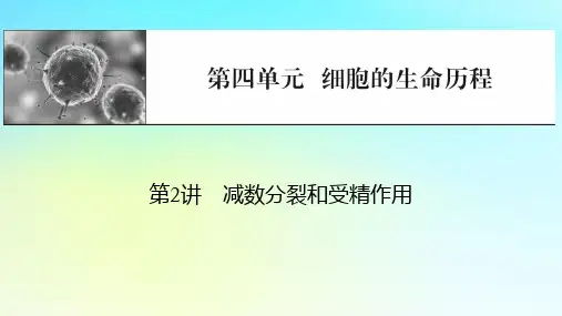 2024版高考生物总复习：细胞的生命历程第2讲减数分裂和受精作用课件