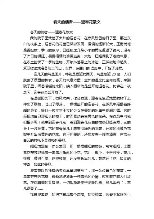 春天的使者——迎春花散文