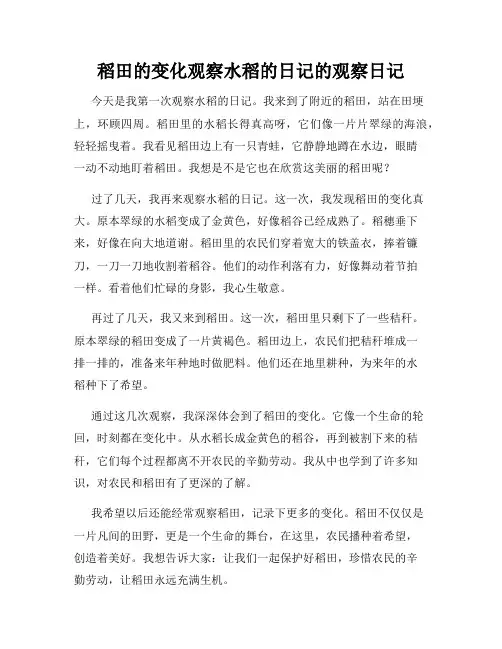 小学三年级作文稻田的变化观察水稻的日记的观察日记